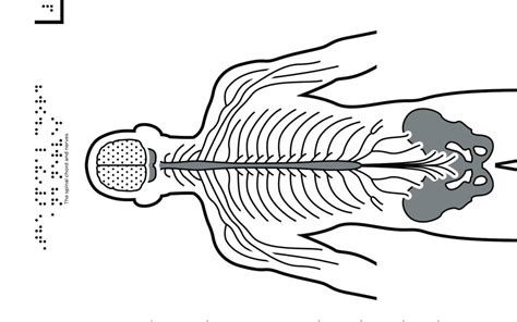 Măduva Spinării și Nervii Tactile Images Encyclopedia