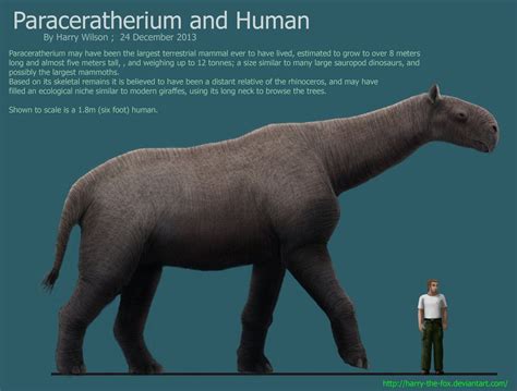 Paraceratherium | Prehistoric animals, Mammals, Extinct animals