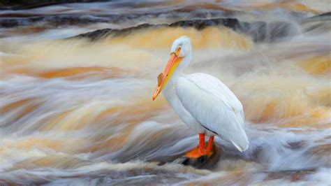 White Pelicans U S National Park Service