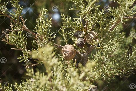 Cupressus Sempervirens The Mediterranean Cypress Is A Species Of