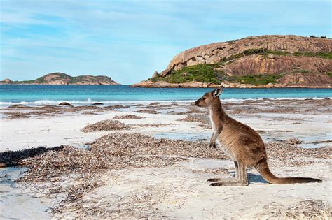 Kangaroo on the beach Australia Pyrography by Franco Schettini - Fine Art America