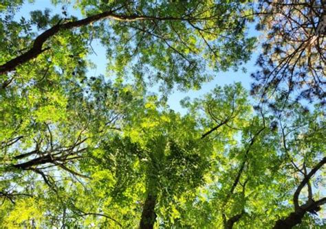 Varese Celebra La Giornata Nazionale Degli Alberi Con Una Settimana Di