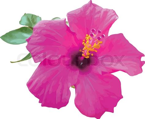 An Illustration Of A Pink Hibiscus Stock Vector Colourbox