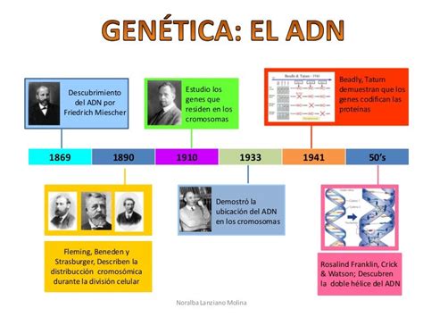 Linea Del Tiempo GenÉticaadn