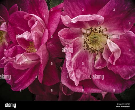 Two Beach Plum Flowers Stock Photo - Alamy