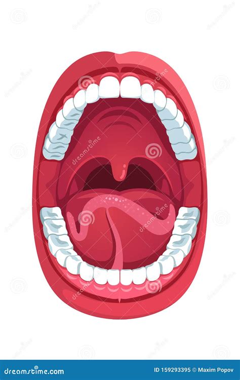 Oral Cavity: Anatomy, Tongue Muscles, Nerves And Vessels, 43% OFF