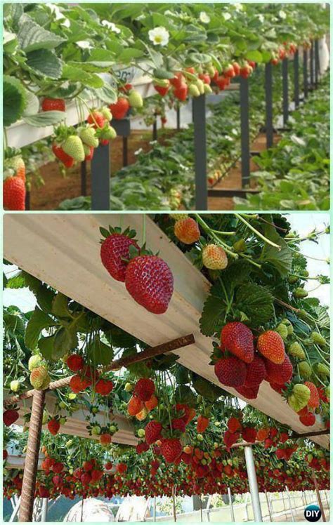 Diy Hydroponic Strawberries Garden System Instruction Gardening Tips