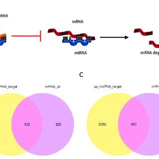 Profiles Of Differentially Expressed DE LncRNAs MiRNAs And MRNAs