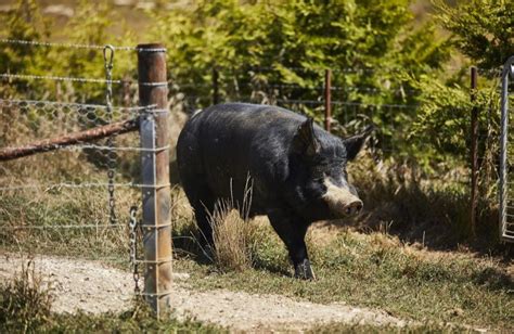 Our Producers The Village Butchery By Origin Meat