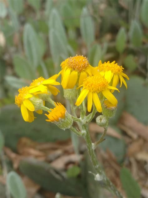 Maryland Biodiversity Project Woolly Ragwort Packera Tomentosa