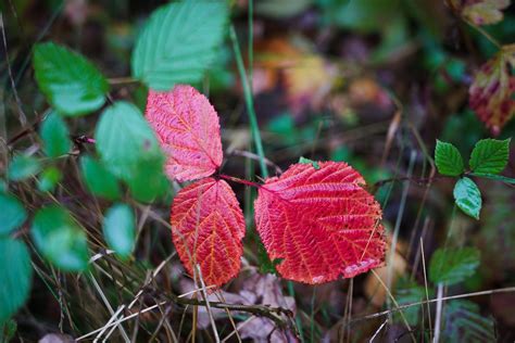 Red Leaves Fall - Free photo on Pixabay - Pixabay