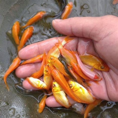 Jual Bibit Ikan Mas Kuning Merah | Shopee Indonesia