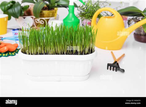 Ornamental Grass Pot Hi Res Stock Photography And Images Alamy