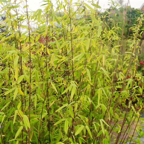 Fargesia 'nitida', Chinese Fountain Bamboo in GardenTags plant encyclopedia