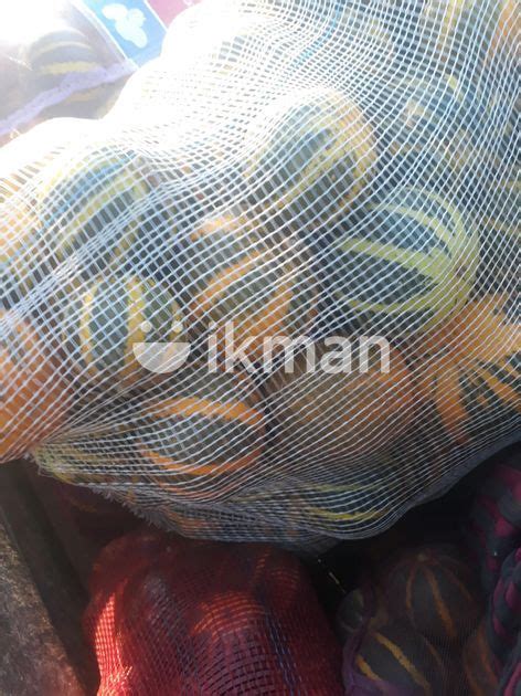 ලන කකර kekiri for Sale in Hettipola ikman