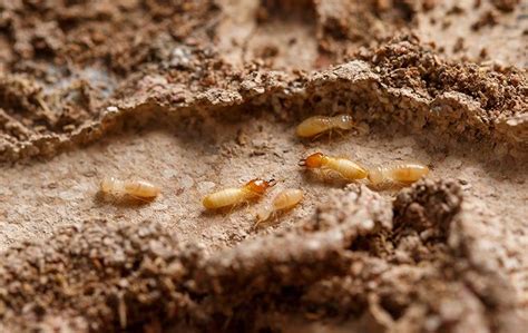 Termite Control Done Right For Waco Properties Enviroguard Pest Control