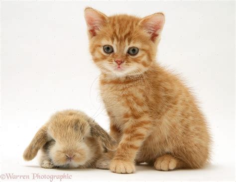 Cute Baby Orange Tabby Kittens