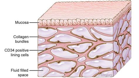 The Interstitium, A New Human Organ Discovery… The Hydration Organ ...