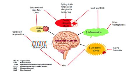 Schematic Representation Of Lipids Involved In Ad Download