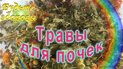 Травы для почек - YouTube