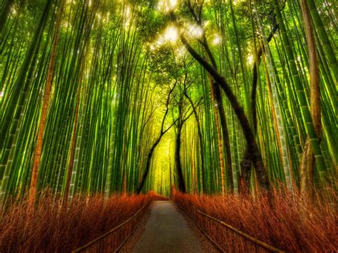 Bamboo Forest Hd Wallpaper Free Download