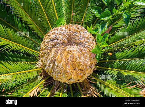 Cycas Male Cone Banque De Photographies Et Dimages Haute R Solution