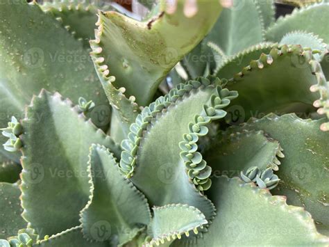 Cocor bebek Kalanchoe pinnata is famous for its method of reproduction ...