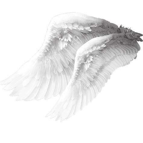 Bird Wing Wings Transparent Background Png Clipart Hiclipart Images