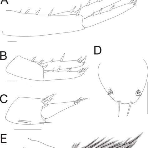 Hyalella Tepehuana Sp Nov Male Uropods A Uropod 1 B Uropod 2 C Uropod Download Scientific