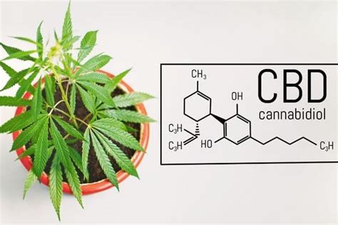 ¿qué Es El Cbd Todo Lo Que Necesitas Saber Del Cannabidiol