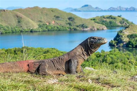 From Labuan Bajo Komodo Island Hopping With Sunset Getyourguide