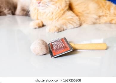 1,448 Cat hairball Images, Stock Photos & Vectors | Shutterstock