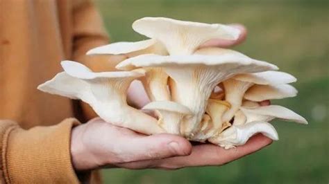 Oyster Mushroom Jharkhand Oyester Mushrooms Packaging Type Cool