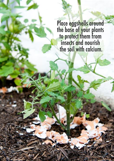 Eggshells In Your Garden Next Time You Cook With Eggs Save The Shells