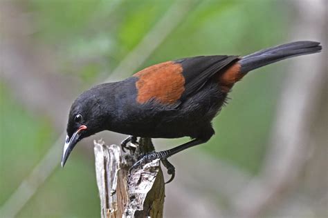 Restoring taonga wildlife - Project Island Song