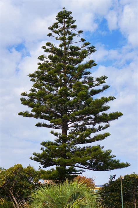 Araucaria Es Un árbol De Coníferas Perenne Con Ramas Horizontales Y