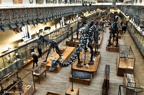 Diplodocus Carnegii Jurassique Sup Rieur Millions D An Flickr