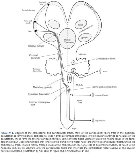 Corticobulbar Tract In Spinal Cord