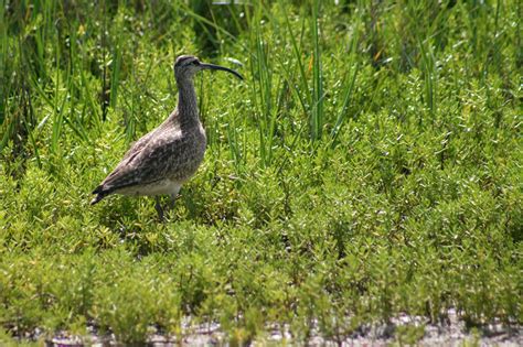 American Whimbrel Numenius Phaeopus Hudsonicus 10 May 20 Flickr