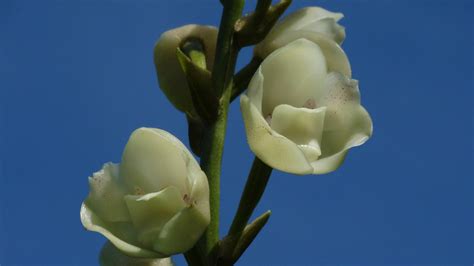 Flor Del Esp Ritu Santo Significado Y Cuidados Architectural Digest