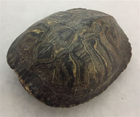 Real Turtle Shell Female Red Eared Slider 8 9 Inch Long Etsy