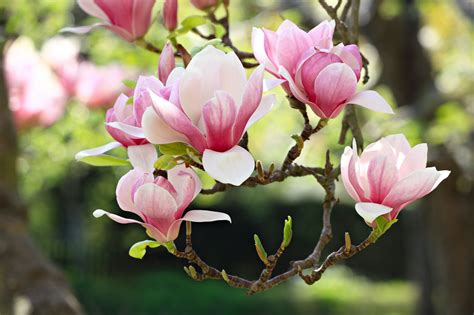 Magnolia Flower Look Like Best Flower Site