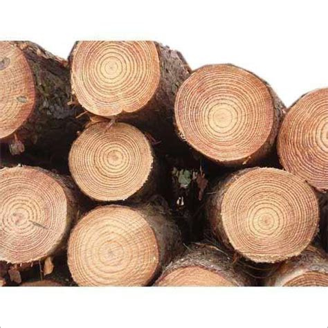 Pine Wood Log Manufacturer Pine Wood Log Latest Price Online Tamil