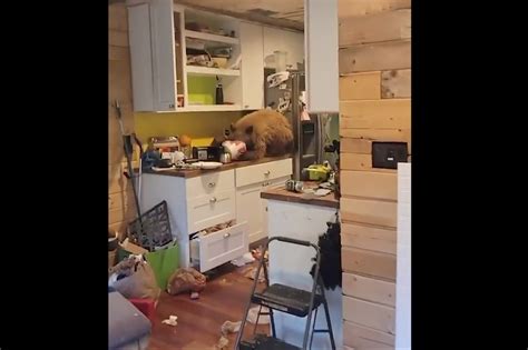 Watch Man Captures Video Of Bear Eating Kfc In His House