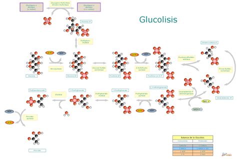 Las Glucolisis Gluconeogenesis Glucogenesis Y Cp Glucolisis