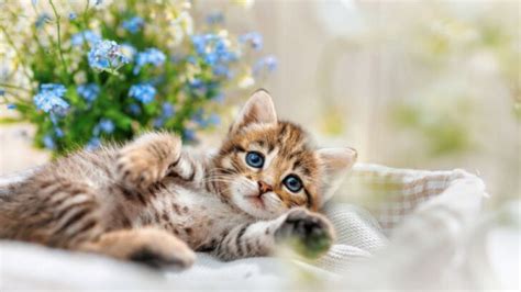 220+ Unique Swedish Cat Names You'll Simply Adore