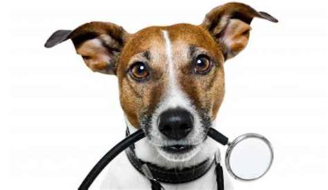 How to Manage Your Dog's Health Care | Dogs