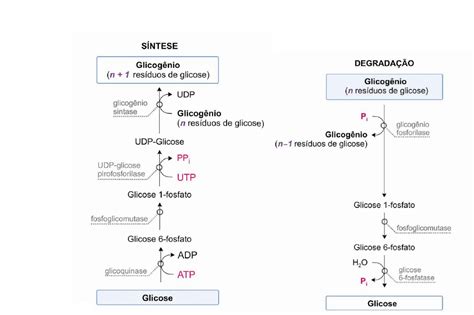 Metabolismo De Carboidratos Mind Map