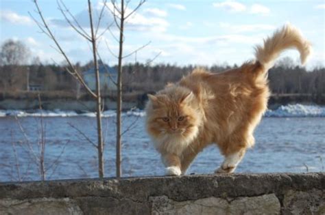 Maine Coon vs Norvégien Tout ce quil faut savoir Nature de Chat