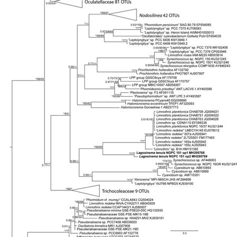 Bayesian Inference Phylogeny Based On Partial Sequences Of The S